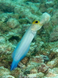 Yellowhead jawfish clearing sand from its tunnel. by J. Daniel Horovatin 